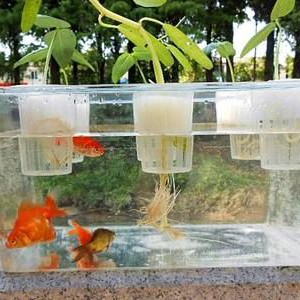 鱼菜共生