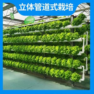 立体管道式栽培