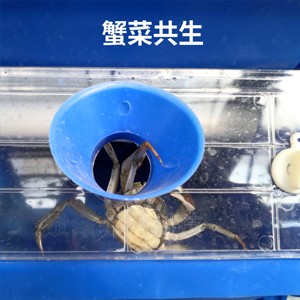 蟹菜共生
