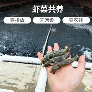 虾菜共生