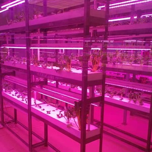 植物工厂