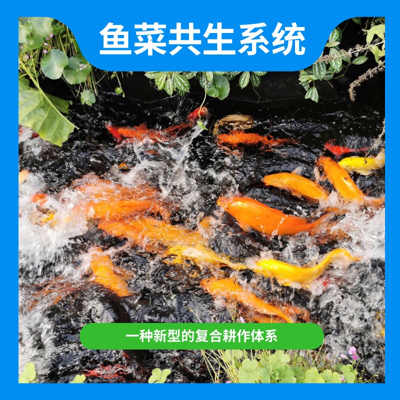 鱼菜共生