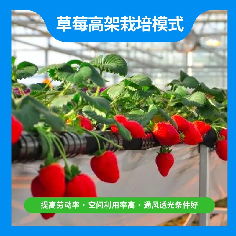 草莓高架栽培